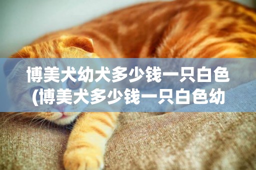 博美犬幼犬多少錢一只白色(博美犬多少錢一只白色幼犬最便宜)
