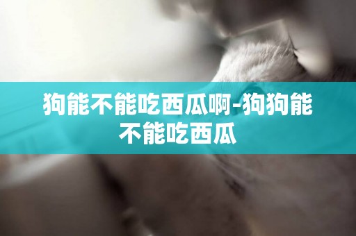 狗能不能吃西瓜啊-狗狗能不能吃西瓜