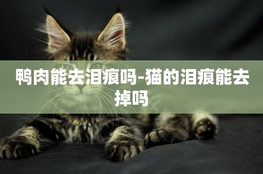 鴨肉能去淚痕嗎-貓的淚痕能去掉嗎