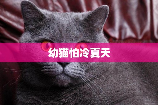 幼貓怕冷夏天