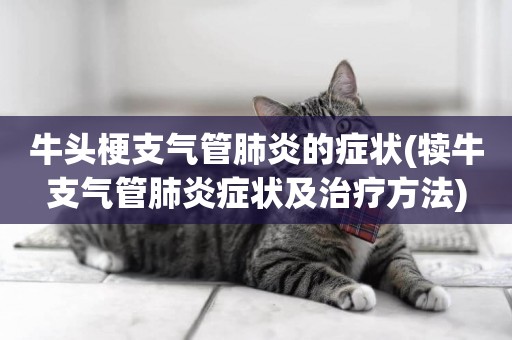 牛頭梗支氣管肺炎的癥狀(犢牛支氣管肺炎癥狀及治療方法)