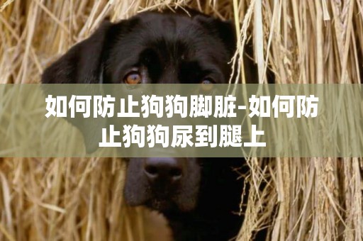 如何防止狗狗腳臟-如何防止狗狗尿到腿上