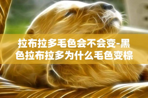 拉布拉多毛色會不會變-黑色拉布拉多為什么毛色變棕色