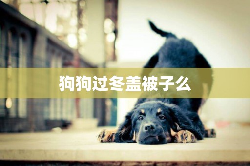 狗狗過冬蓋被子么
