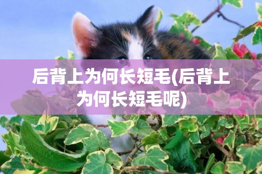 后背上為何長短毛(后背上為何長短毛呢)