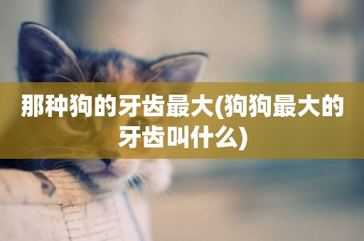 那種狗的牙齒最大(狗狗最大的牙齒叫什么)