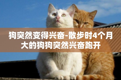 狗突然變得興奮-散步時4個月大的狗狗突然興奮跑開