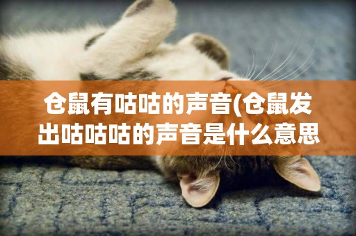 倉鼠有咕咕的聲音(倉鼠發出咕咕咕的聲音是什么意思)