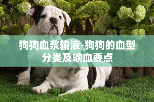 狗狗血漿輸液-狗狗的血型分類及輸血要點