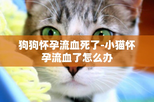 狗狗懷孕流血死了-小貓懷孕流血了怎么辦