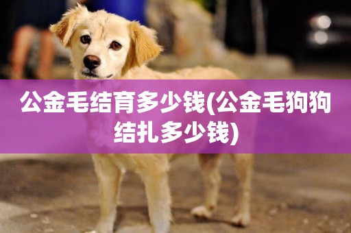 公金毛結育多少錢(公金毛狗狗結扎多少錢)