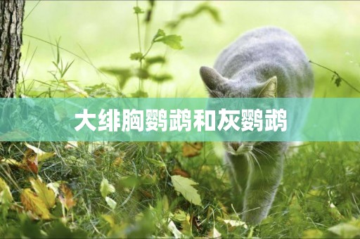 大緋胸鸚鵡和灰鸚鵡