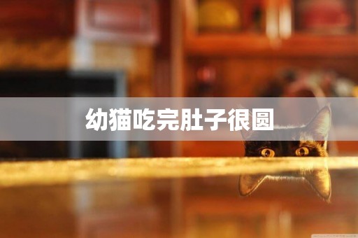 幼貓吃完肚子很圓