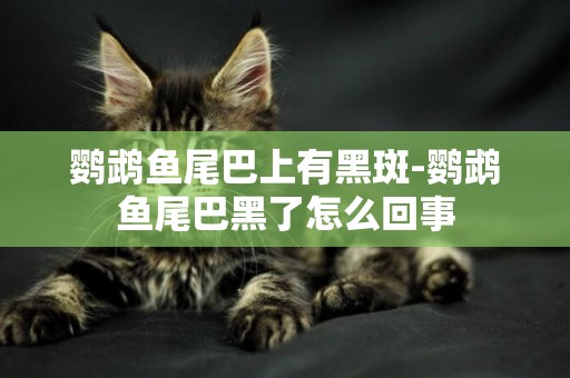 鸚鵡魚尾巴上有黑斑-鸚鵡魚尾巴黑了怎么回事