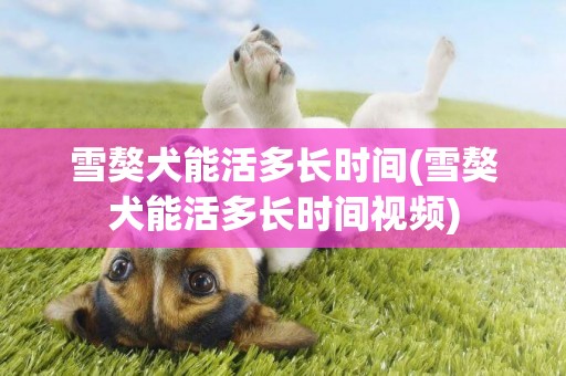 雪獒犬能活多長時間(雪獒犬能活多長時間視頻)
