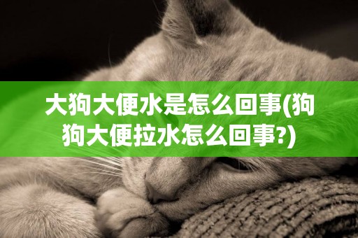 大狗大便水是怎么回事(狗狗大便拉水怎么回事?)