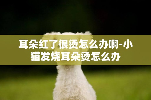 耳朵紅了很燙怎么辦啊-小貓發燒耳朵燙怎么辦