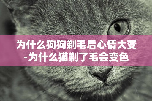 為什么狗狗剃毛后心情大變-為什么貓剃了毛會變色