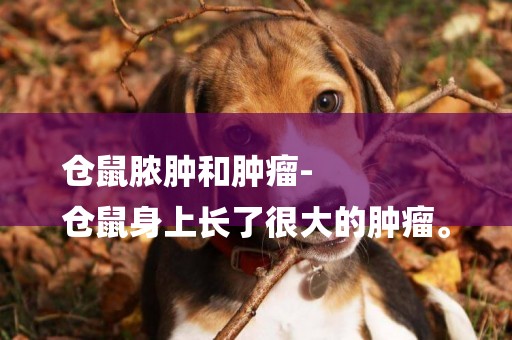 倉鼠膿腫和腫瘤-
倉鼠身上長了很大的腫瘤。