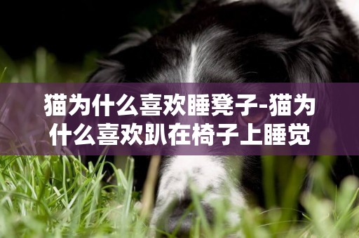 貓為什么喜歡睡凳子-貓為什么喜歡趴在椅子上睡覺