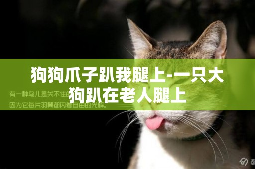 狗狗爪子趴我腿上-一只大狗趴在老人腿上