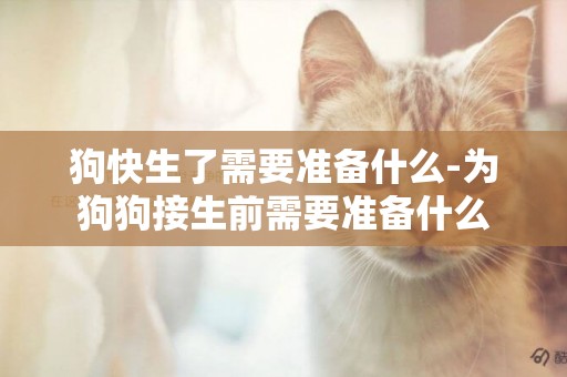 狗快生了需要準備什么-為狗狗接生前需要準備什么
