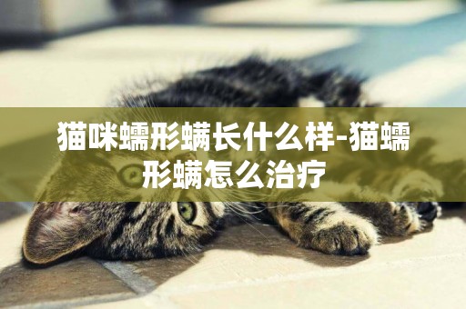 貓咪蠕形螨長什么樣-貓蠕形螨怎么治療