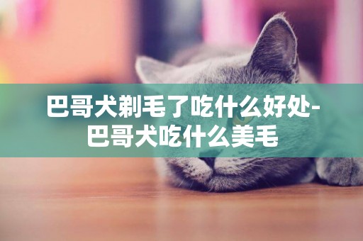 巴哥犬剃毛了吃什么好處-巴哥犬吃什么美毛