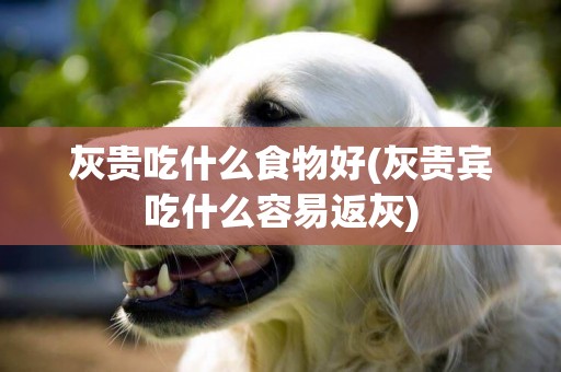 灰貴吃什么食物好(灰貴賓吃什么容易返灰)