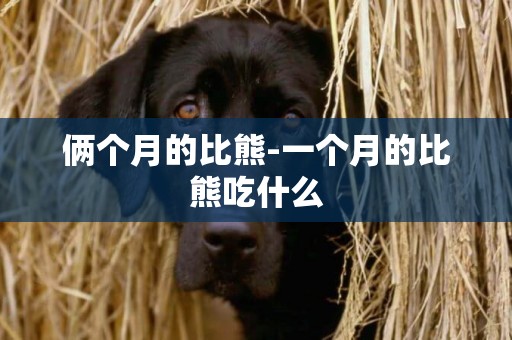 倆個月的比熊-一個月的比熊吃什么