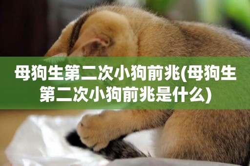 母狗生第二次小狗前兆(母狗生第二次小狗前兆是什么)