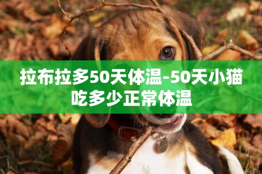 拉布拉多50天體溫-50天小貓吃多少正常體溫