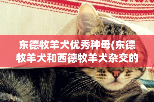 東德牧羊犬優秀種母(東德牧羊犬和西德牧羊犬雜交的后代)