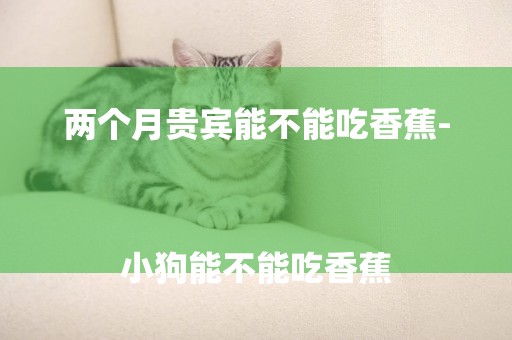 兩個月貴賓能不能吃香蕉-
小狗能不能吃香蕉