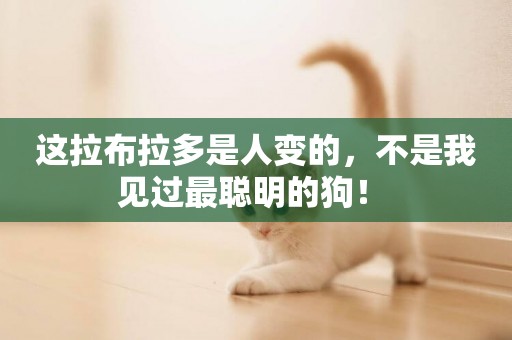 這拉布拉多是人變的，不是我見過最聰明的狗！ 