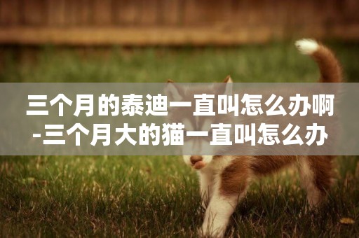 三個月的泰迪一直叫怎么辦啊-三個月大的貓一直叫怎么辦