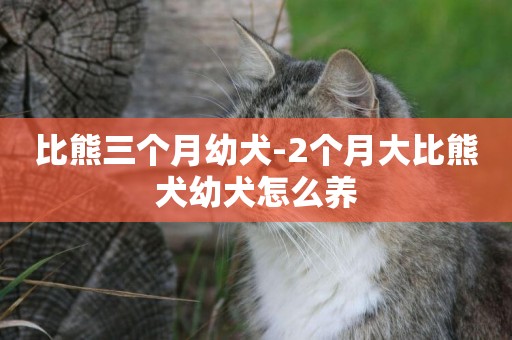 比熊三個月幼犬-2個月大比熊犬幼犬怎么養