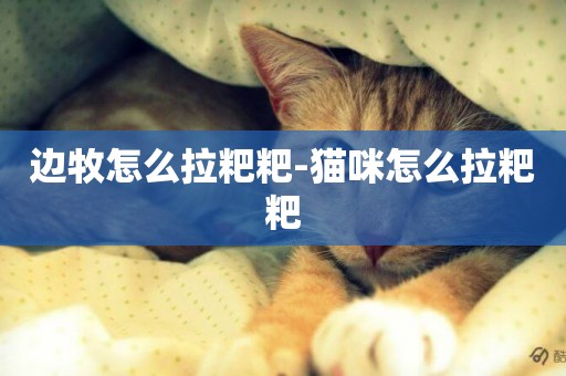 邊牧怎么拉粑粑-貓咪怎么拉粑粑