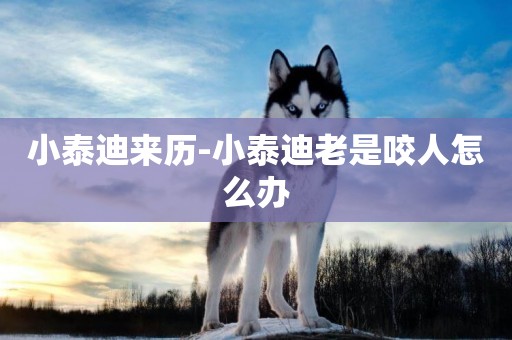 小泰迪來歷-小泰迪老是咬人怎么辦