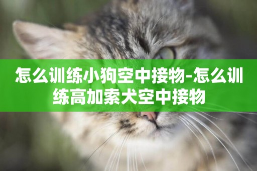 怎么訓練小狗空中接物-怎么訓練高加索犬空中接物