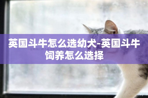 英國斗牛怎么選幼犬-英國斗牛飼養怎么選擇