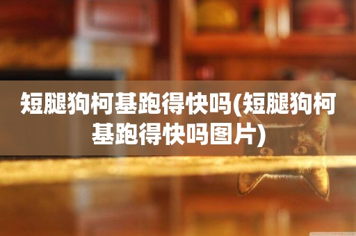 短腿狗柯基跑得快嗎(短腿狗柯基跑得快嗎圖片)