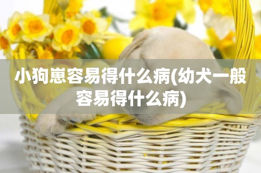 小狗崽容易得什么病(幼犬一般容易得什么病)