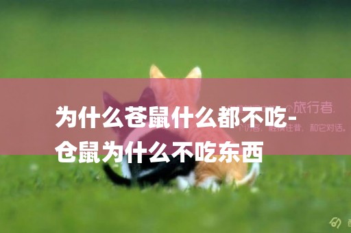 為什么蒼鼠什么都不吃-
倉鼠為什么不吃東西