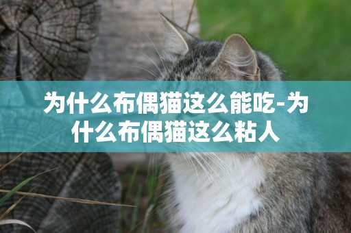為什么布偶貓這么能吃-為什么布偶貓這么粘人
