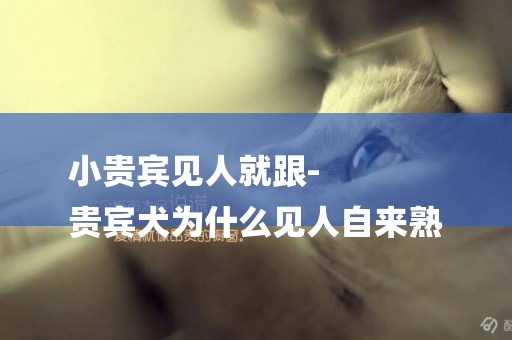 小貴賓見人就跟-
貴賓犬為什么見人自來熟