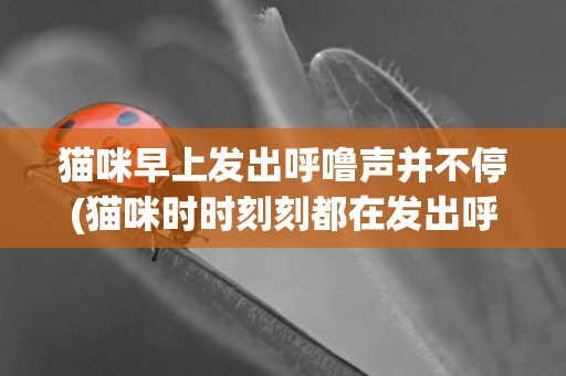 貓咪早上發出呼嚕聲并不停(貓咪時時刻刻都在發出呼嚕聲)