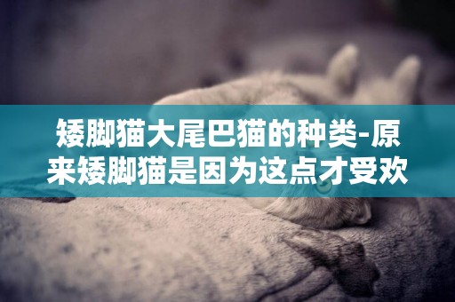 矮腳貓大尾巴貓的種類-原來矮腳貓是因為這點才受歡迎的