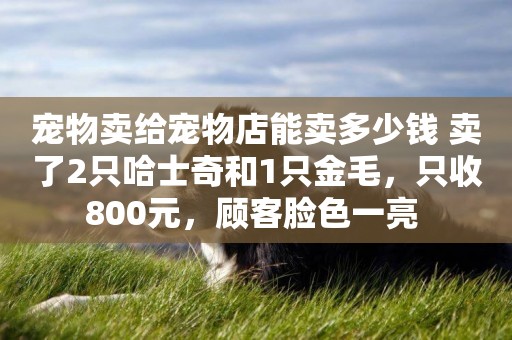 寵物賣給寵物店能賣多少錢 賣了2只哈士奇和1只金毛，只收800元，顧客臉色一亮 