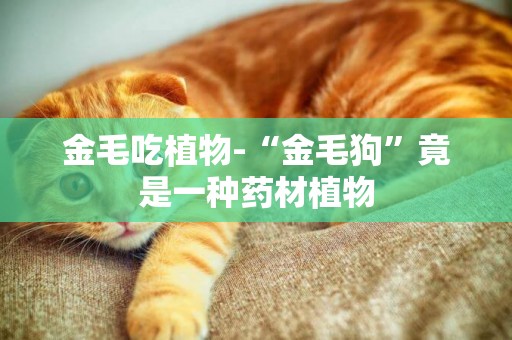 金毛吃植物-“金毛狗”竟是一種藥材植物